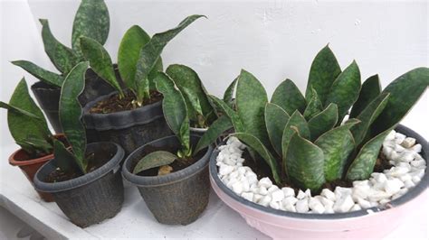 Sansevieria whale fin is the common name for sansevieria masoniana belonging to the agavaceae family. Need to Cut and Re-Plant Whale Fin Snake Plant ...