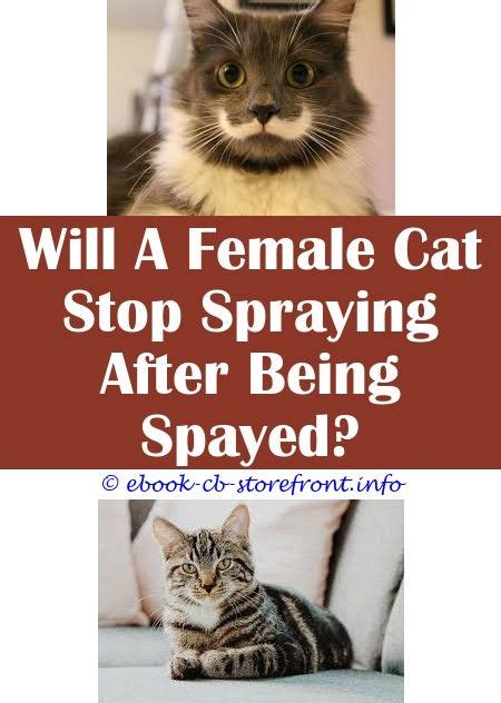 Stop Female Cat Spraying Everywhere Pee Cat Home