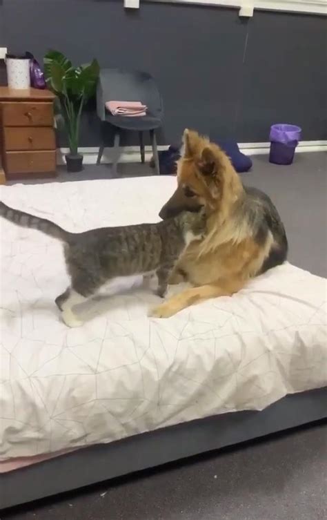 Cat Beats Up Dog After Cuddling With Her Jukin Licensing
