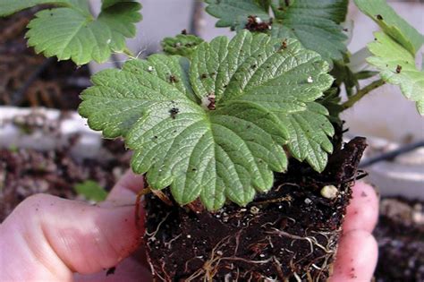 Blueberries require acidic conditions when growing hydroponic blueberries is a great way to be able to grow blueberries all year around. How to Grow Berries Hydroponically