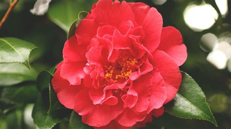Its Camellia Season Central Valley Builders