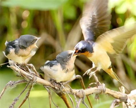 Ecobirder Barn Swallow Feeding Chicks