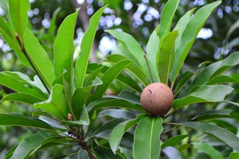 Maybe you would like to learn more about one of these? Sapodilla Fruit Stock Photos, Pictures & Royalty-Free ...