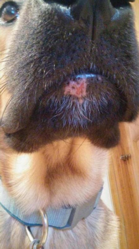 Red Spot On Lower Lip German Shepherd Dog Forums