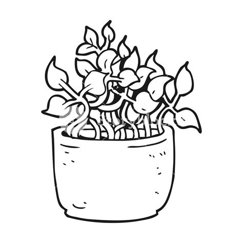 House Plant Drawing At Getdrawings Free Download