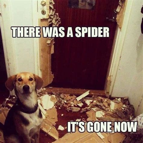 120 best images about Bug Humor on Pinterest | Jokes ... Funny animals memes that will make you smile having a mother of a day?