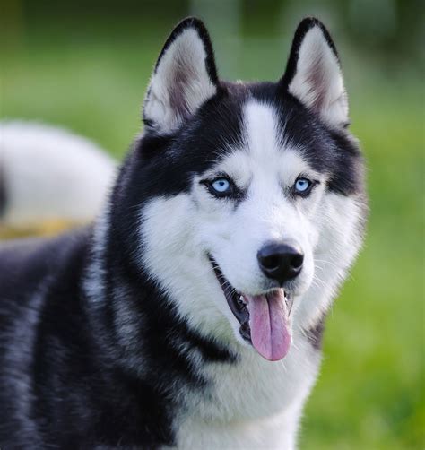 List 93 Images Husky With One Blue Eye And One Brown Sharp