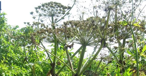 Washingtongardener Invasive Species Spotlight Giant Hogweed