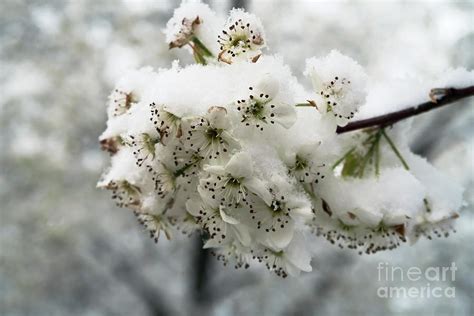 White Cherry Blossoms Under Snow Photograph By Ausra Huntington Nee