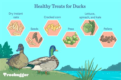 What To Feed Ducks: The Best And Worst Foods, 43% OFF