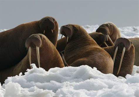 As Sea Ice Melts Some Say Walruses Need Better Protection Cbc News