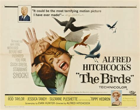 the birds 1963 dir alfred hitchcock boston hassle