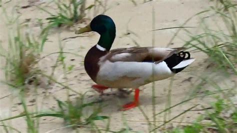 Mallard Duck Walking On Beach Quacking Youtube