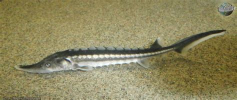 Acipenser stellatus aquamaps data sources: Севрюга | Описания и фото животных | Некоммерческий учебно ...