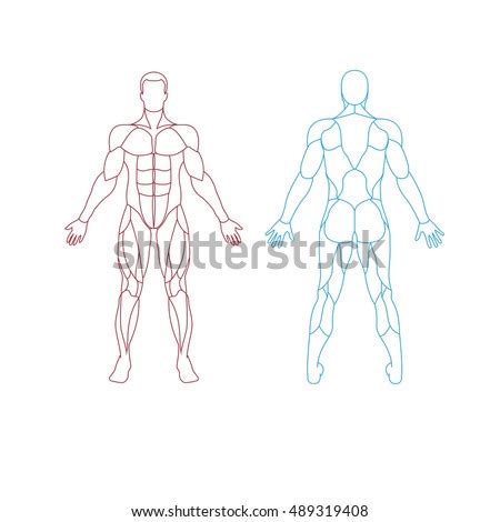 See more ideas about drawing poses, art reference, sitting pose reference. Anatomy Male Muscular System Human Muscles Stock Vector 489319408 - Shutterstock