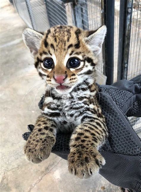 Are Ocelots Cats Or Dogs