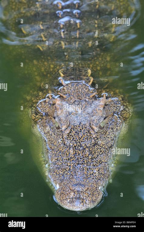Crocodile In The Water Stock Photo Alamy