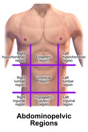It is the wide depressed area located just a little higher than the center of the medial surface of the lungs 11. Nine Regions Of The Abdomen - cloudshareinfo