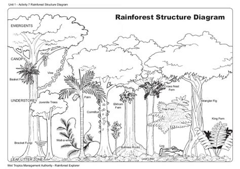 Rainforest Structure Wet Tropics Management Authority