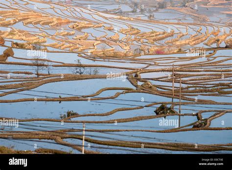 Watered Terraced Rice Fields Yuanyang Yunnan China Stock Photo Alamy