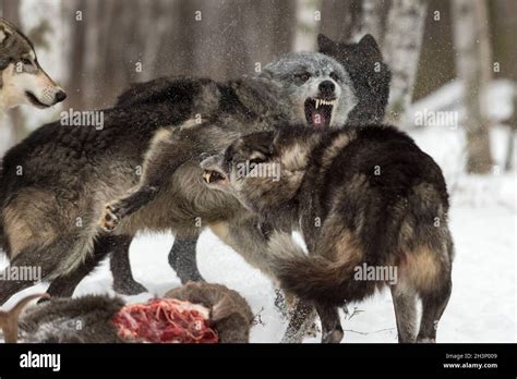 Grey Wolf Pack Canis Lupus Has Conflict At White Tail Deer Carcass