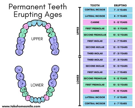 Eruption Of Teeth Chart For Primary And Adult Teeth Take Home Smile