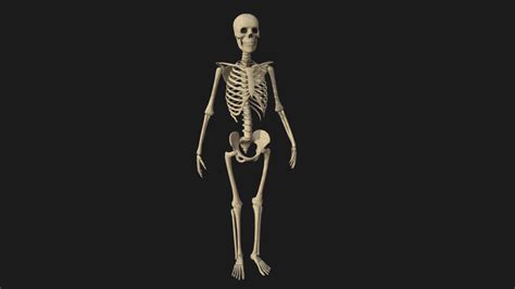 Low Poly Skeleton Buy Royalty Free 3d Model By Oleg Verevkin Oleg