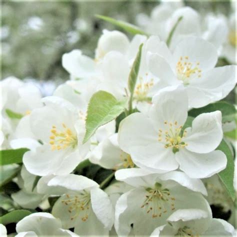 Spring Snow Crabapple Buy At Nature Hills Nursery In