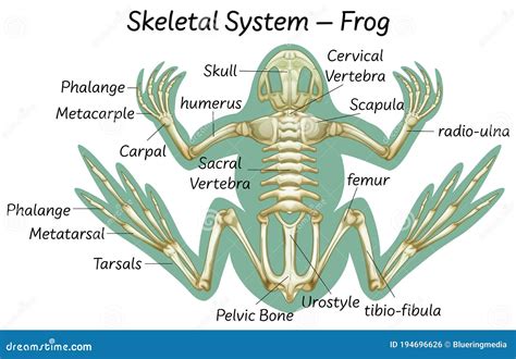 Science Eduction Of Frog Anatomy Stock Vector Illustration Of Eps10