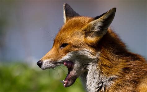 Leave Food Out For Foxes In Your Garden Says