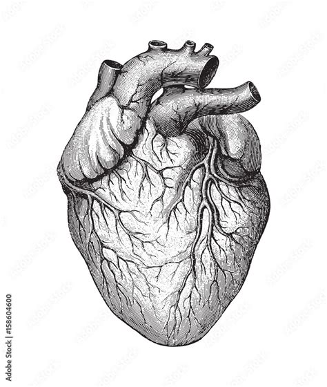 Human Heart Vintage Illustration Stock Vector Adobe Stock