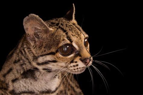 End0skeletallesser Known Small Wild Cats Photographed By Joel Sartore1