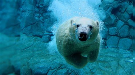 White Polar Bear Wildlife Underwater Polar Bears Hd Wallpaper