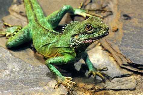 Chinese Water Dragon Photograph By Heiti Paves Pixels