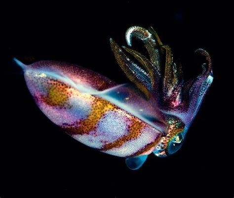 Bigfin Reef Squid Sepioteuthis Lessoniana Shiny Metallic Colors