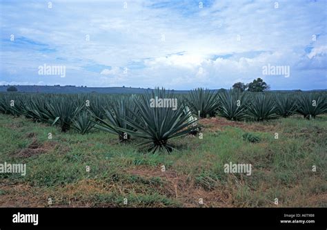 Africa Kenya Vipingo Sisal Plantation Near Mombasa Kenya Sisal Is An