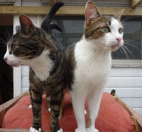Siamese Cats Twins 9 1600×1495 Twins ~~ Pinterest