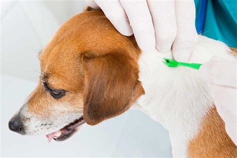 Babesiosis In Dogs Symptoms Causes And Prevention