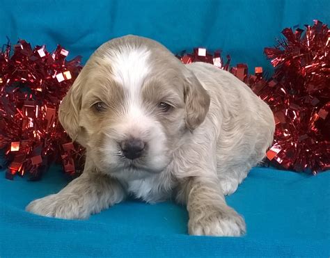 See more ideas about cockapoo, cute dogs, puppies. Snowflake Female Cockapoo Puppy For Sale Millersburg Ohio ...