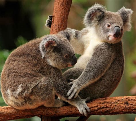 27 Cute And Cuddly Koala Photography Naldz Graphics