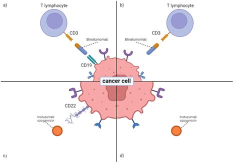 Effect Of Blinatumomab And Inotuzumab Ozogamicin Ino On A Cancer Cell