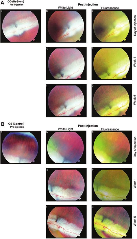 A Fundus Photographs Of Od In R6 A Dutch Belted Rabbit Left Hand