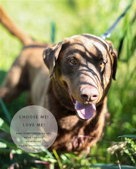 Jackson Could Be Your Buddy, He's Up For Adoption | windsoriteDOTca ...