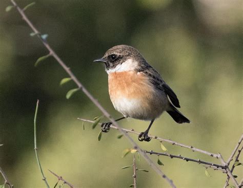 Winter Birding In Israel Part 1 Neighborhood Birding Fathersonbirding