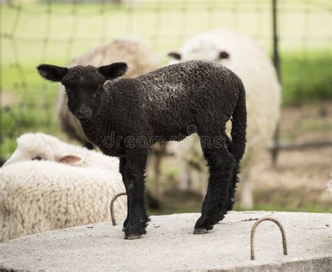 Baby Black Sheep Stock Photo Image 54308643