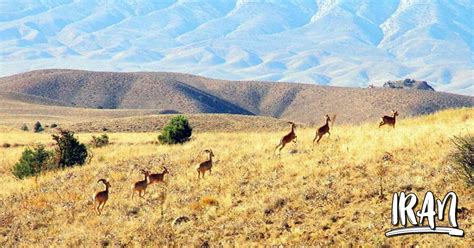 Photo Golestan National Park Iran Travel And Tourism