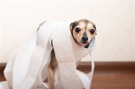 Diarrhea In Dogs The Most Common Causes And Treatments Apple Valley Vets