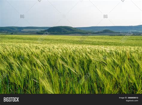 Green Wheat Field Image And Photo Free Trial Bigstock