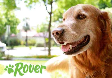 Rover Pet Sitting Logo