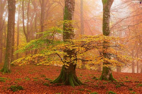 Fog Autumn Viewes Leaf Trees Forest Beautiful Views